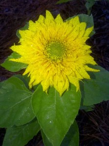 Copy of Egypt-20120418-00516